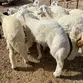 ذبايح للبيع
