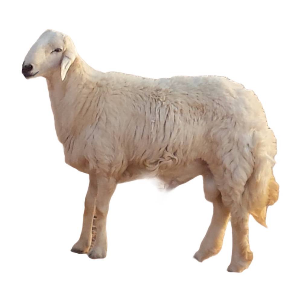 خروف حري