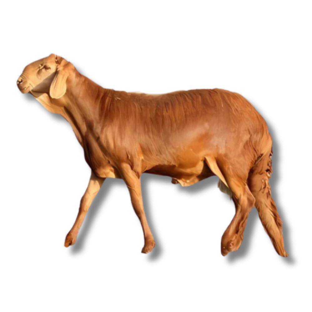 سواكني جذع تربيه
